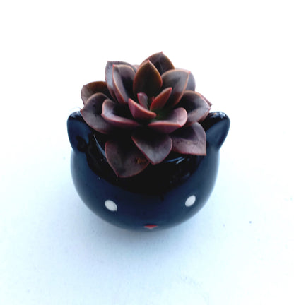 Mini Black Cat Succulent pot - For Pet lovers❤️