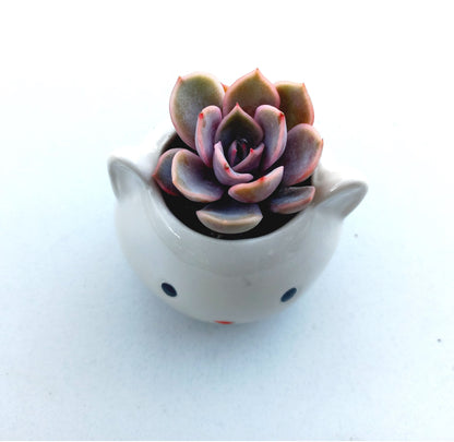 Mini White Cat Succulent pot - For Pet lovers❤️