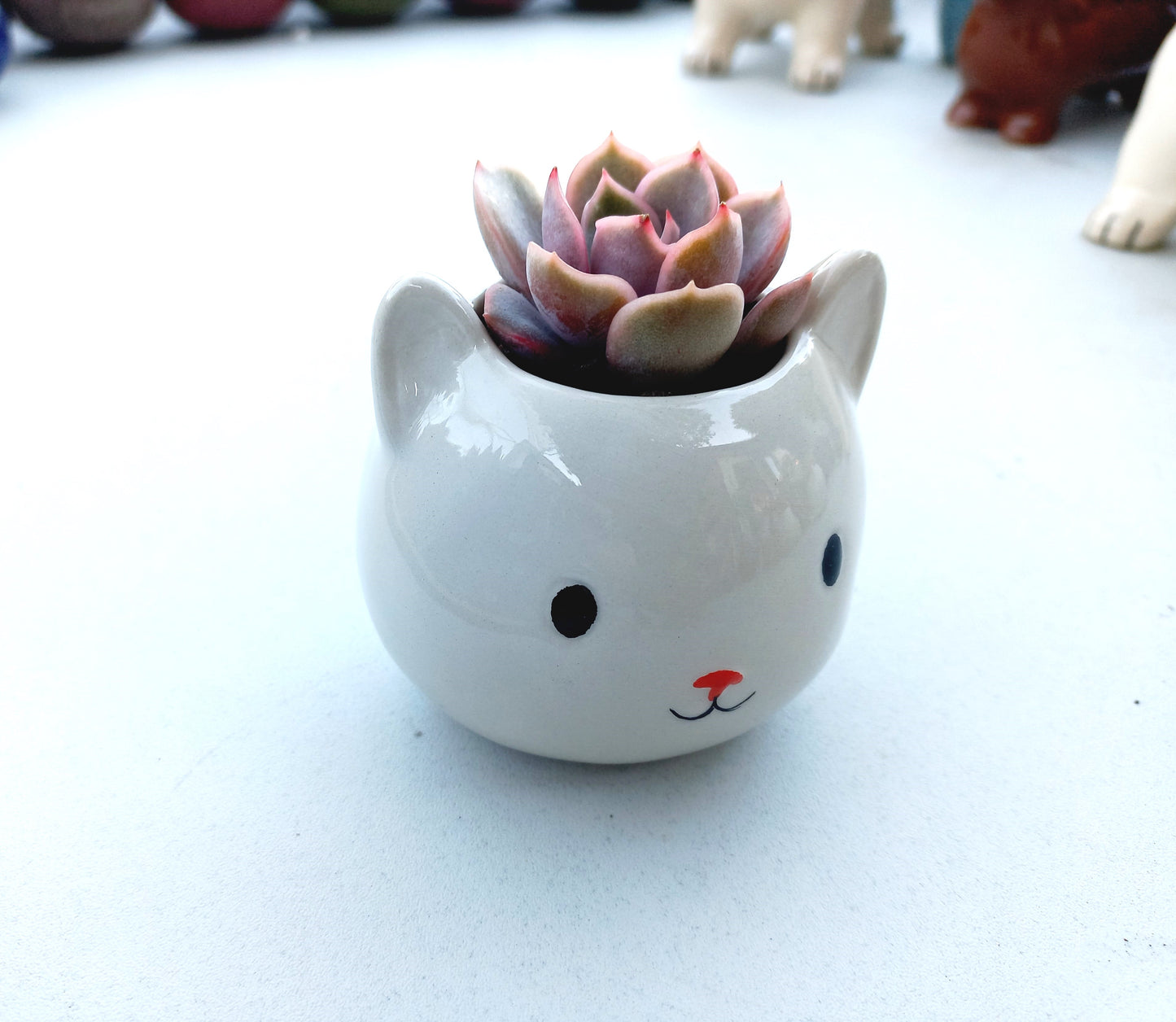 Mini White Cat Succulent pot - For Pet lovers❤️