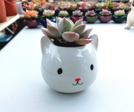 Mini White Cat Succulent pot - For Pet lovers❤️