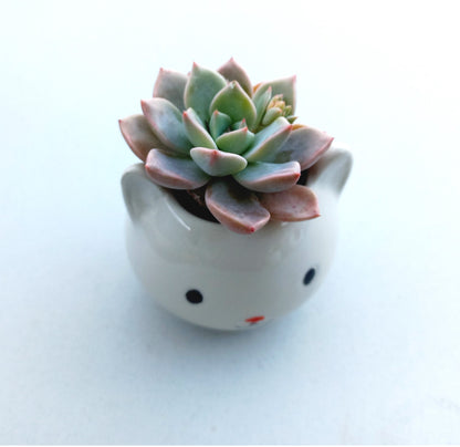 Mini White Cat Succulent pot - For Pet lovers❤️