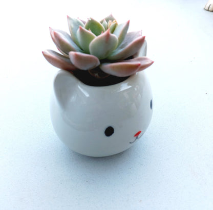 Mini White Cat Succulent pot - For Pet lovers❤️