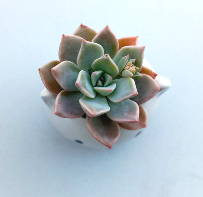 Mini White Cat Succulent pot - For Pet lovers❤️