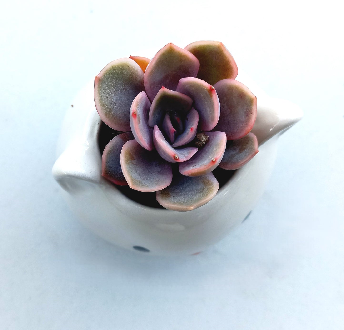 Mini White Cat Succulent pot - For Pet lovers❤️