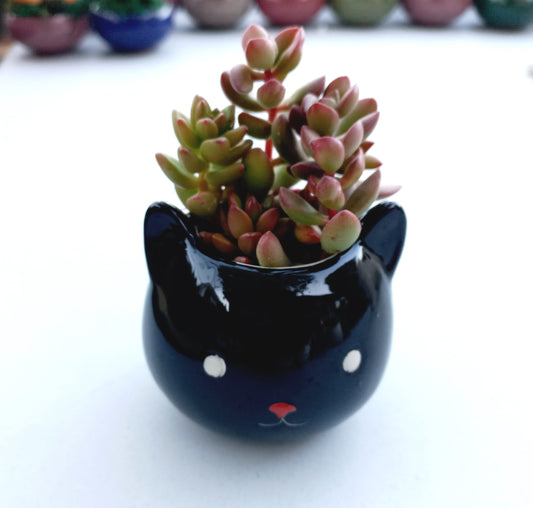 Mini Black Cat Succulent pot - For Pet lovers❤️