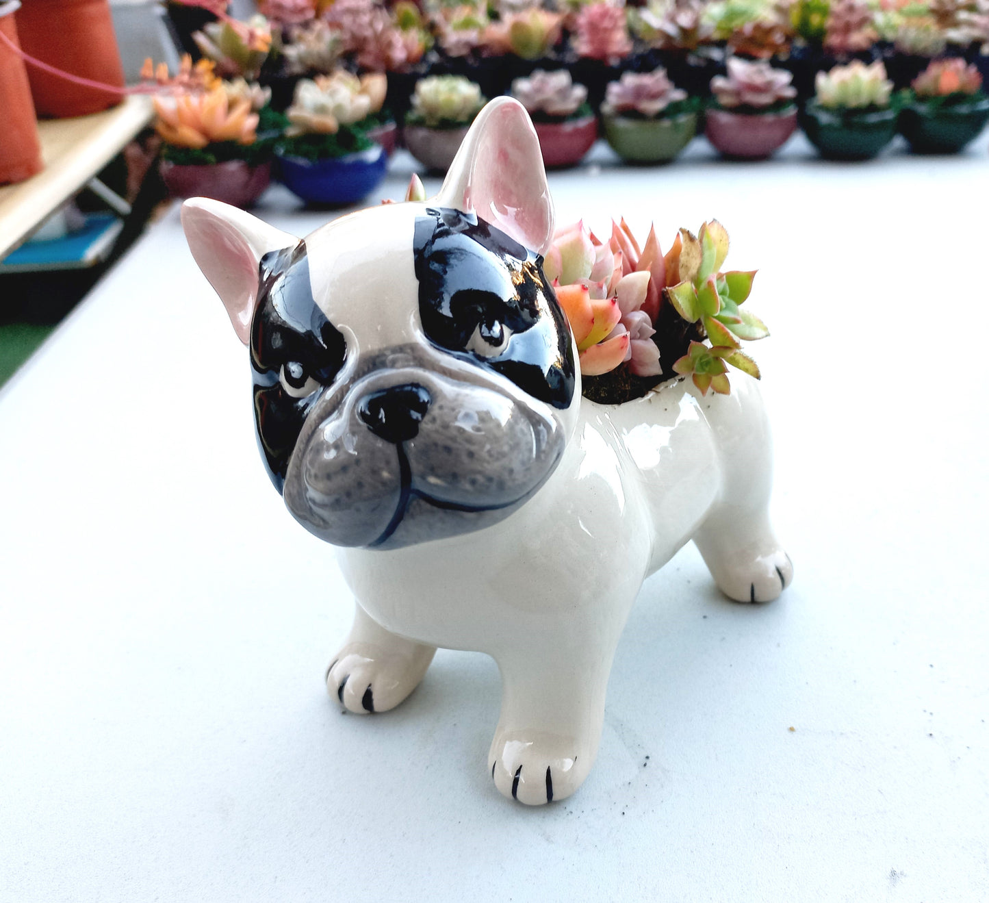 FRENCH Bull dog Succulent pot - For Pet lovers❤️