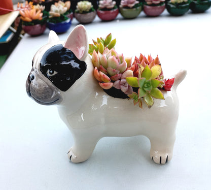 FRENCH Bull dog Succulent pot - For Pet lovers❤️