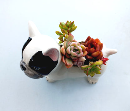 FRENCH Bull dog Succulent pot - For Pet lovers❤️