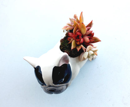 FRENCH Bull dog Succulent pot - For Pet lovers❤️