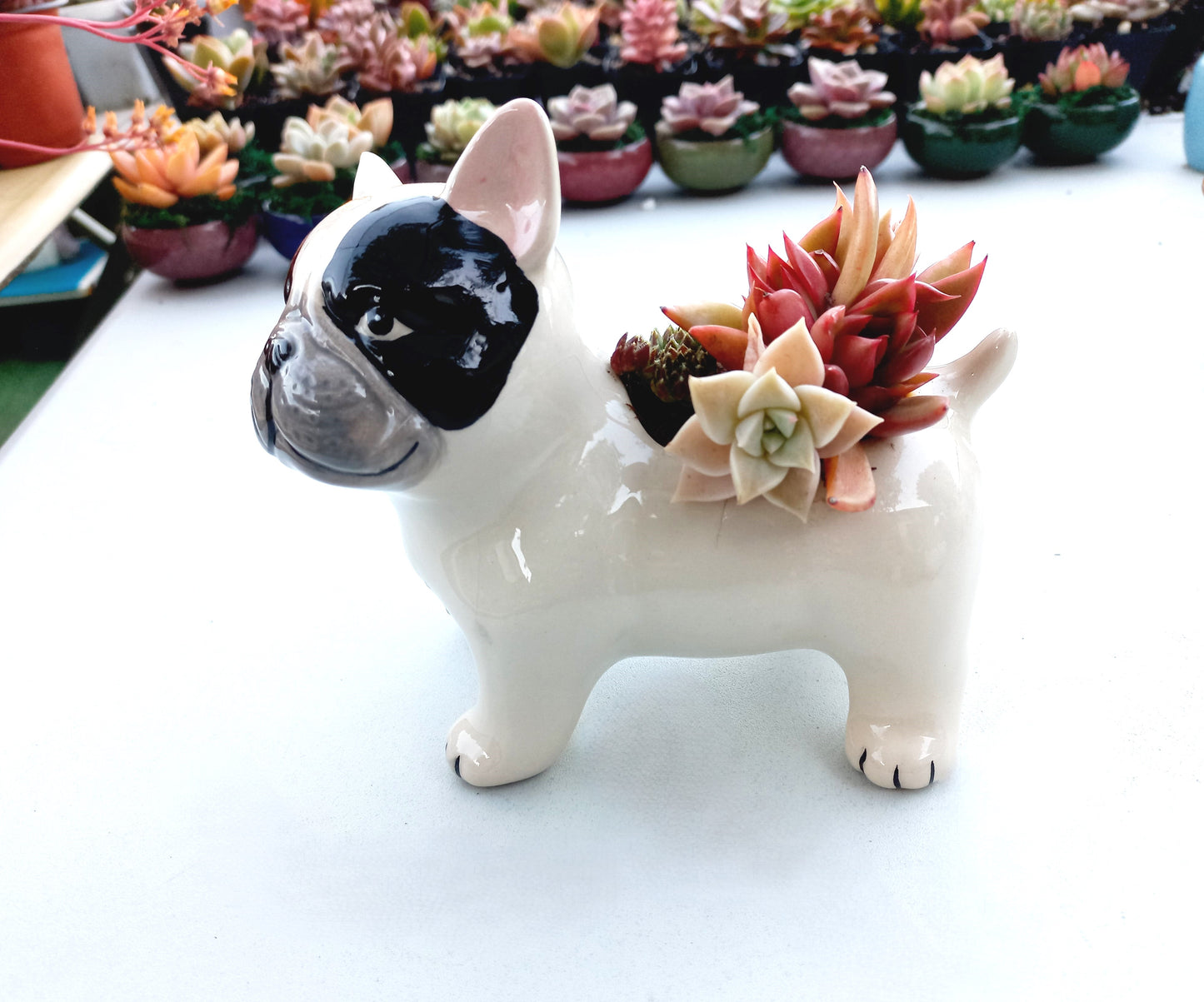 FRENCH Bull dog Succulent pot - For Pet lovers❤️