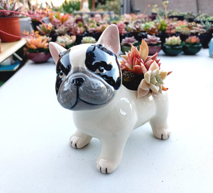 FRENCH Bull dog Succulent pot - For Pet lovers❤️