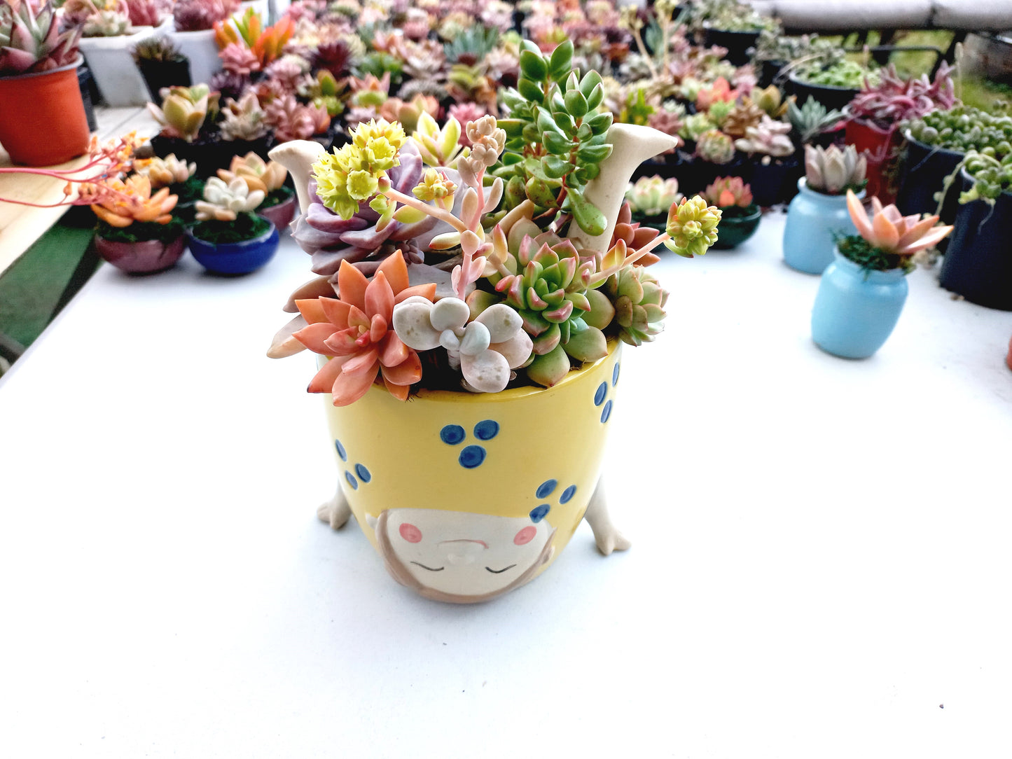 ''Girl doing Handstand'' Yellow Succulent Arrangement - In store collection