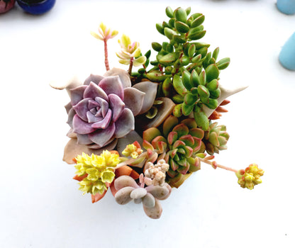 ''Girl doing Handstand'' Yellow Succulent Arrangement - In store collection