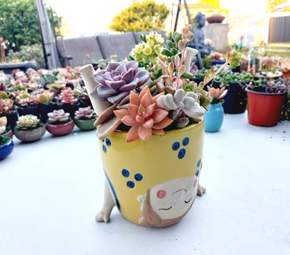 ''Girl doing Handstand'' Yellow Succulent Arrangement - In store collection