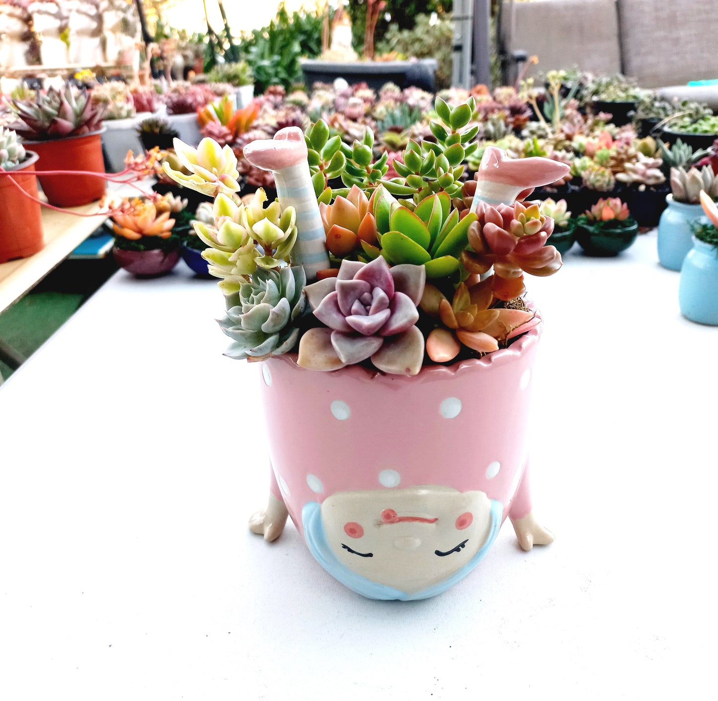 ''Girl doing Handstand'' Pink Succulent Arrangement - In store collection