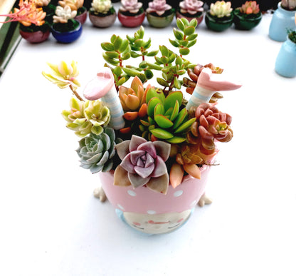 ''Girl doing Handstand'' Pink Succulent Arrangement - In store collection