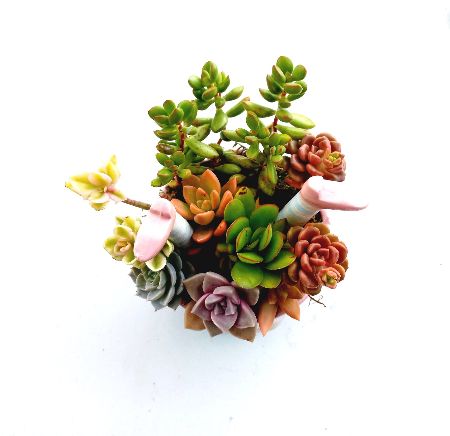 ''Girl doing Handstand'' Pink Succulent Arrangement - In store collection