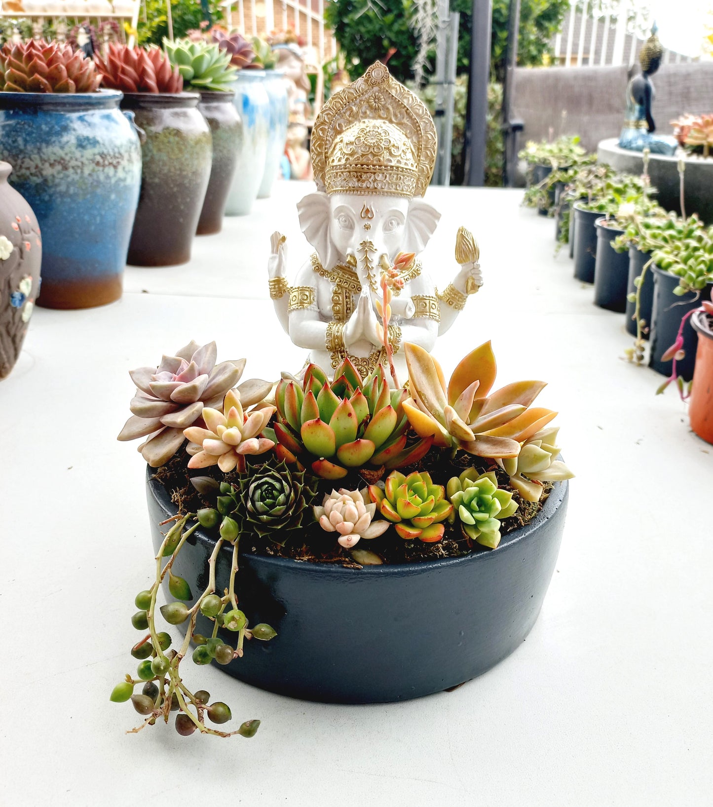 Ganesh Succulent Display pot - In-store collection