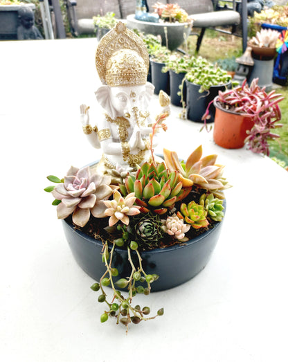 Ganesh Succulent Display pot - In-store collection