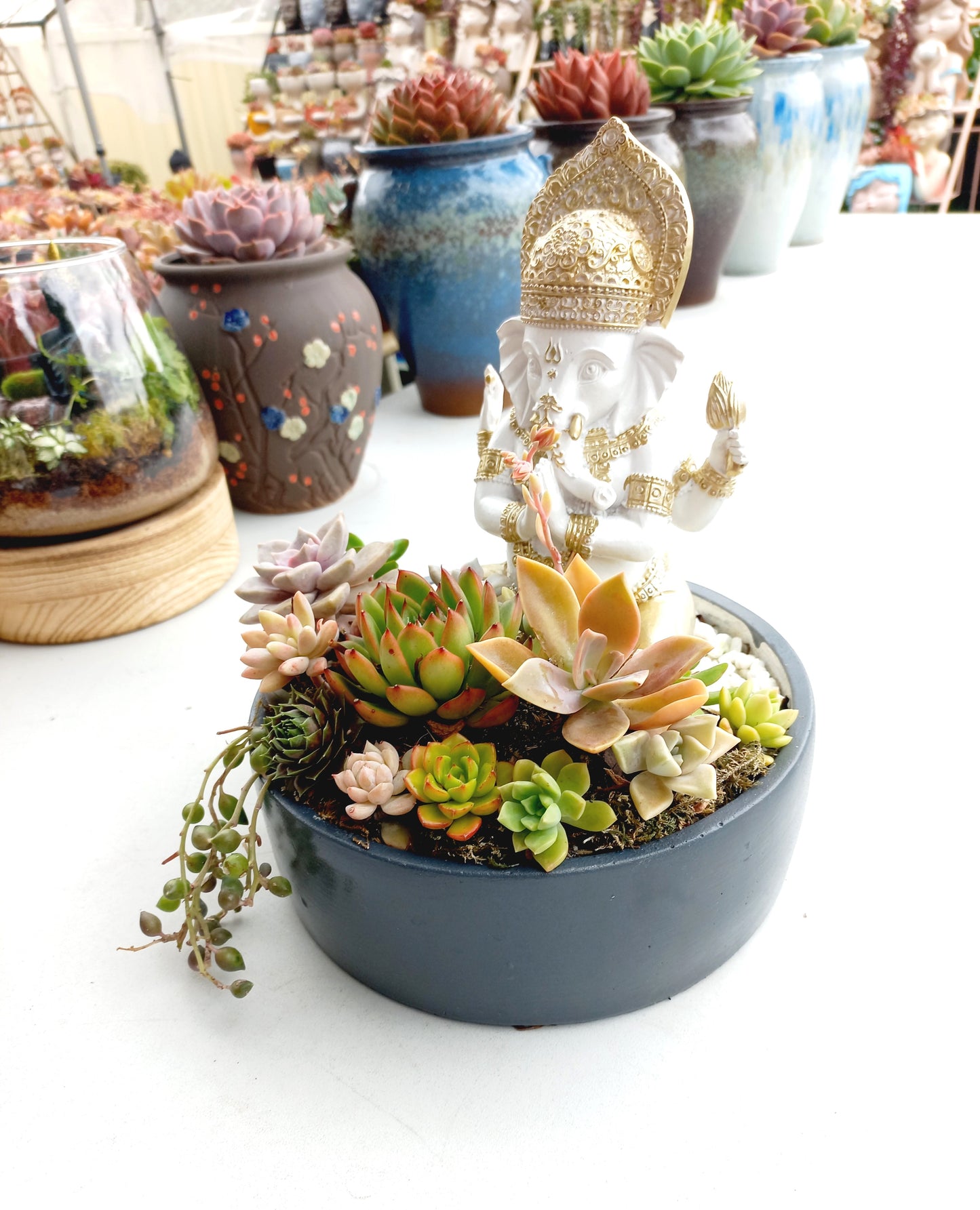 Ganesh Succulent Display pot - In-store collection