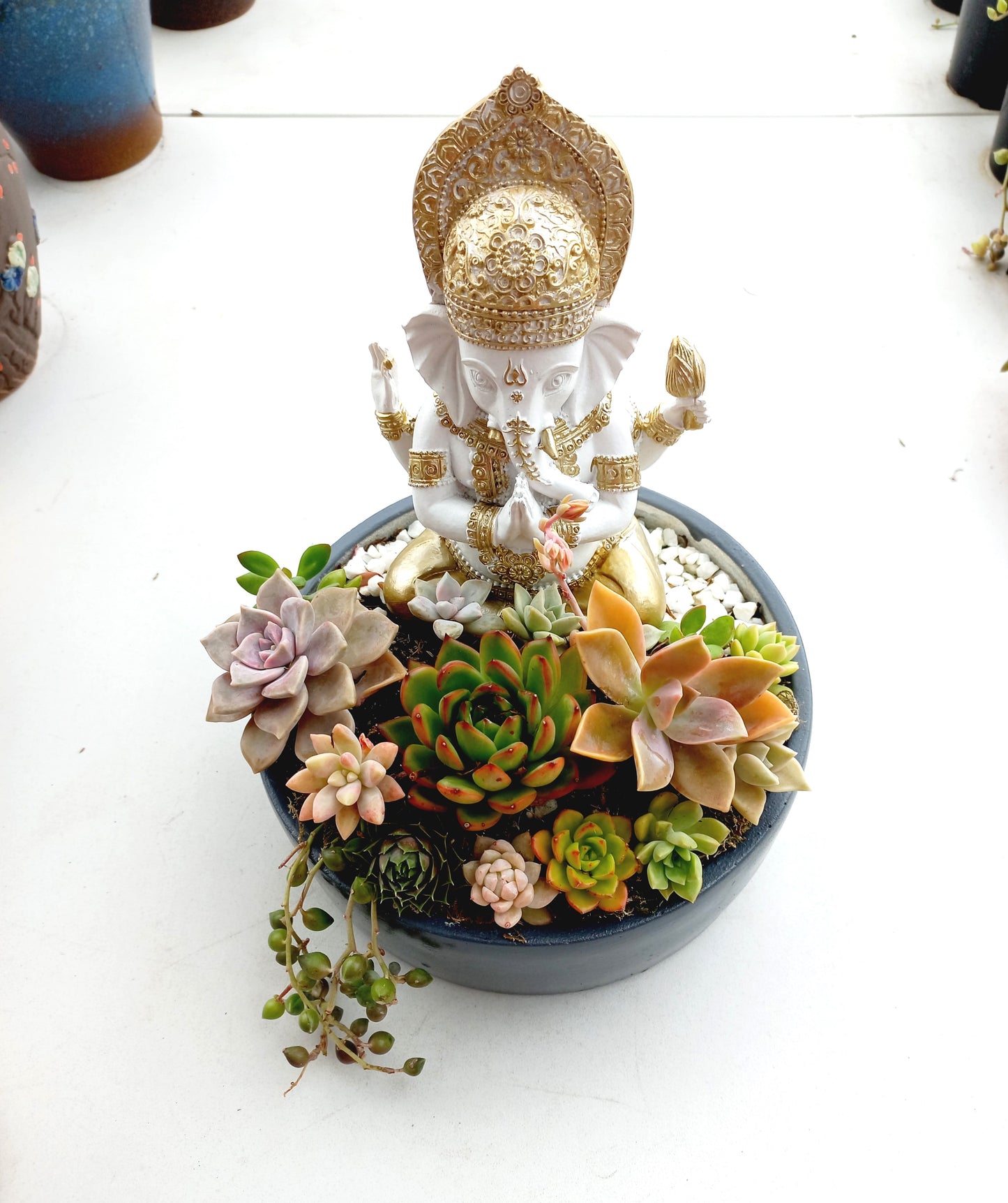 Ganesh Succulent Display pot - In-store collection