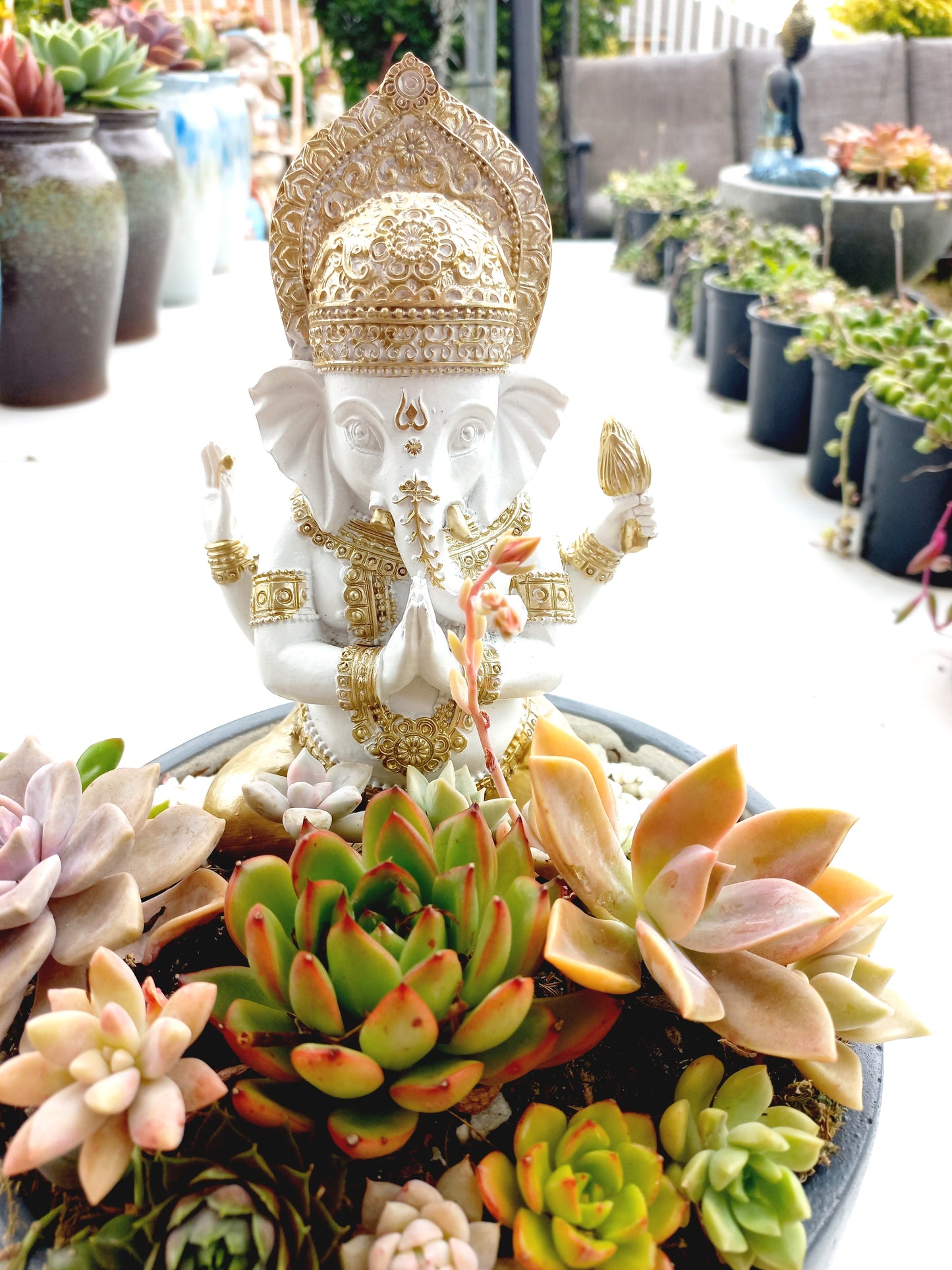 Ganesh Succulent Display pot - In-store collection