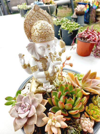 Ganesh Succulent Display pot - In-store collection