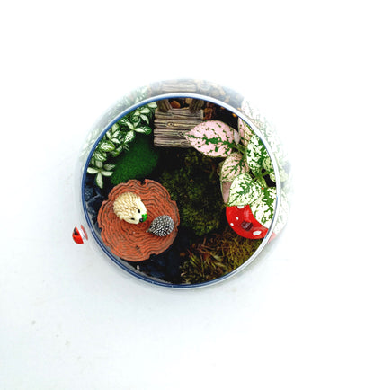 Cute Hedgehogs Terrarium