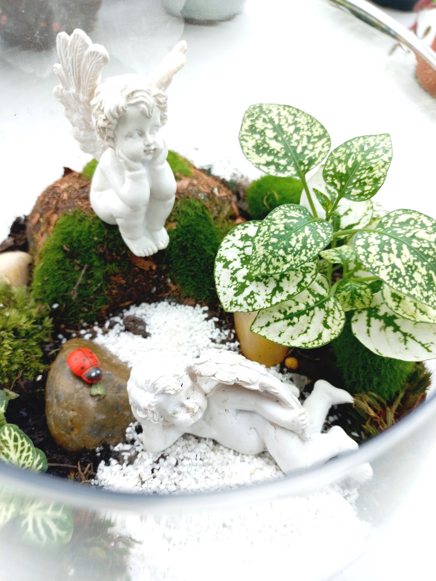 Charming Cherub Terrarium