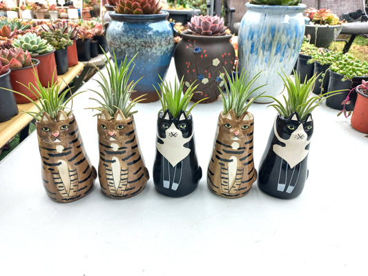 Sitting Cat pot with vibrant Fresh Air plants - For Pet lovers❤️