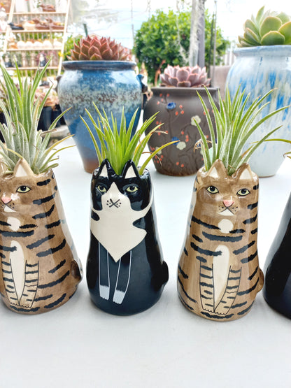 Sitting Cat pot with vibrant Fresh Air plants - For Pet lovers❤️