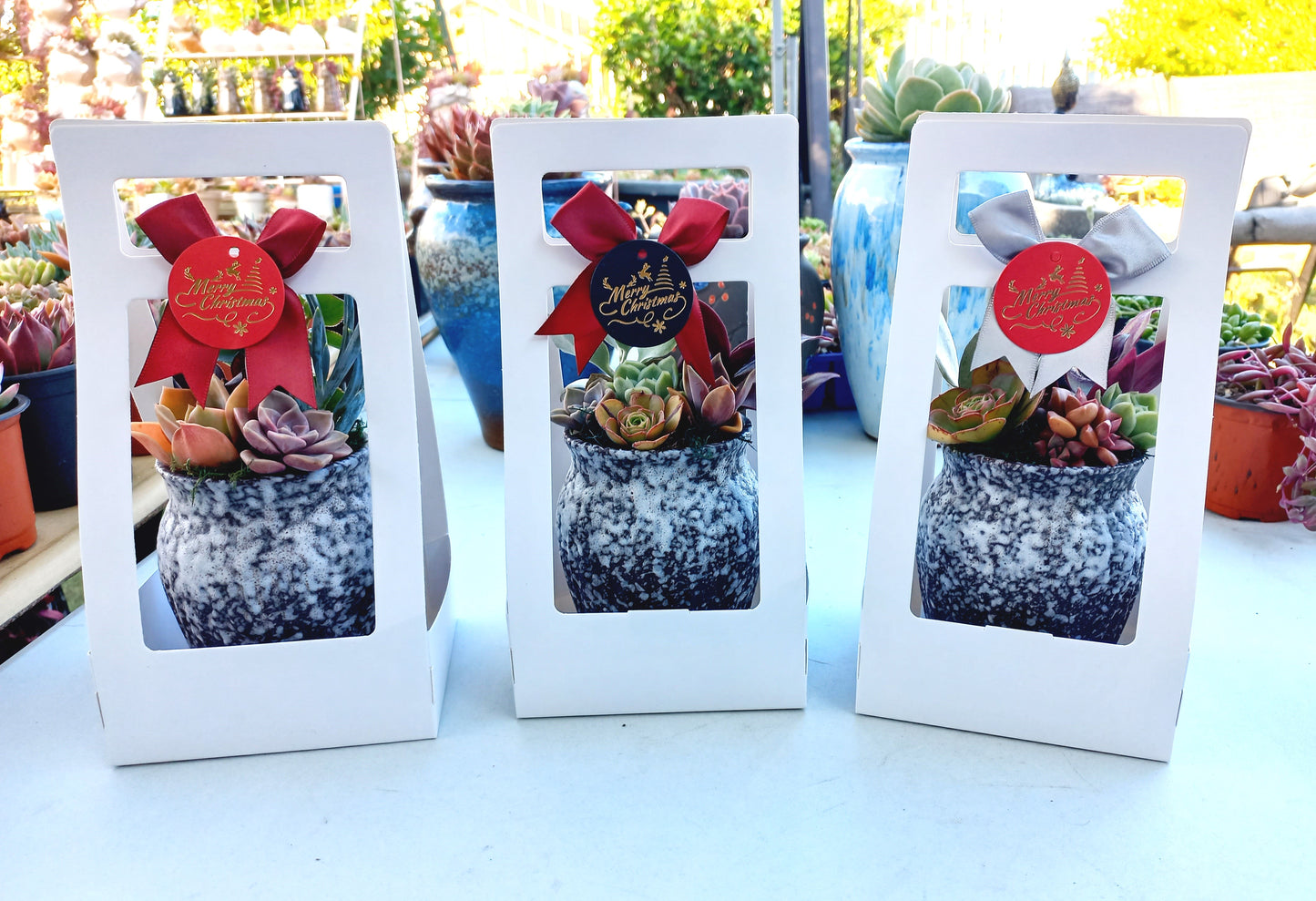 🎄Christmas Living gift Pots🎄