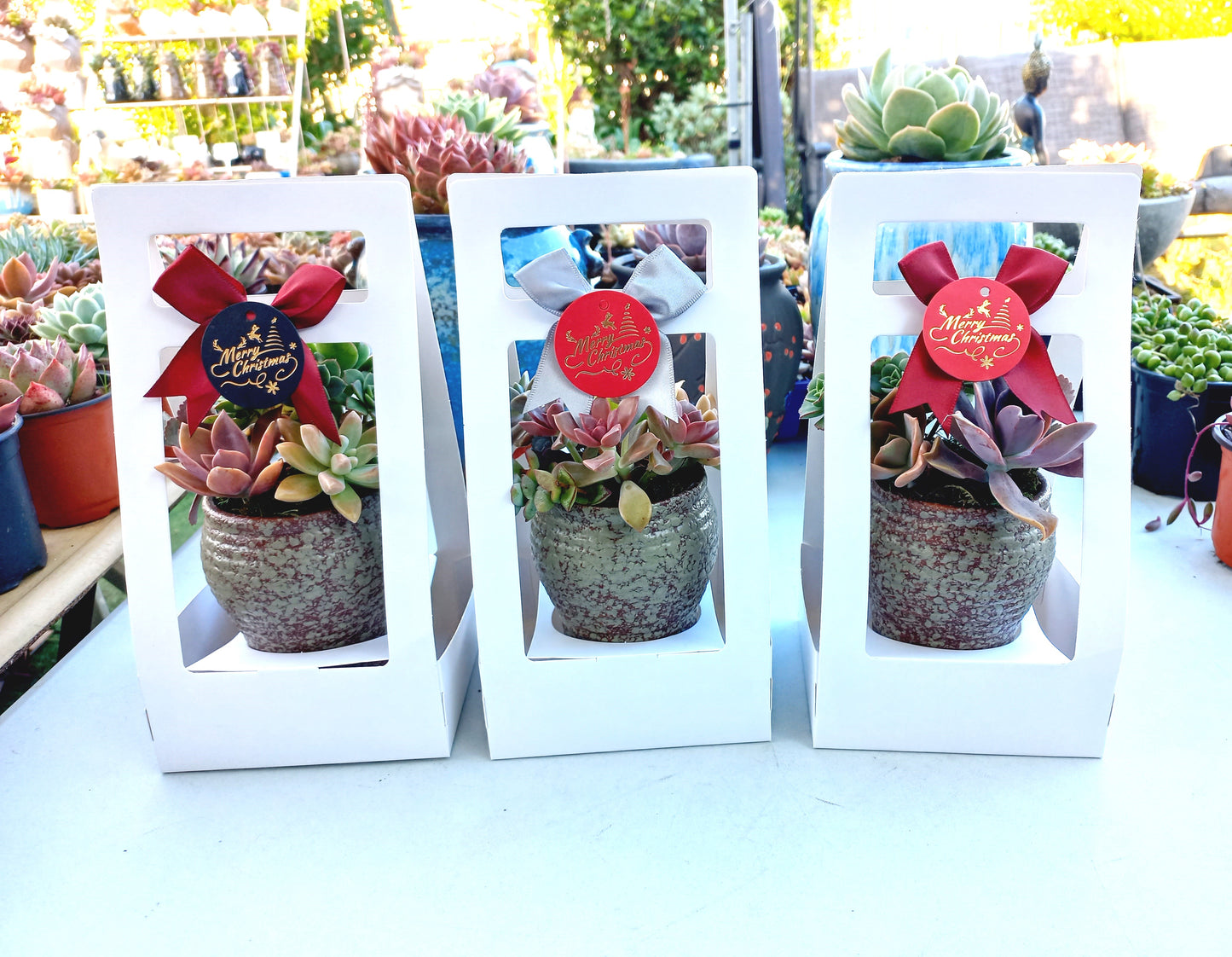 🎄Christmas Living gift Pots🎄