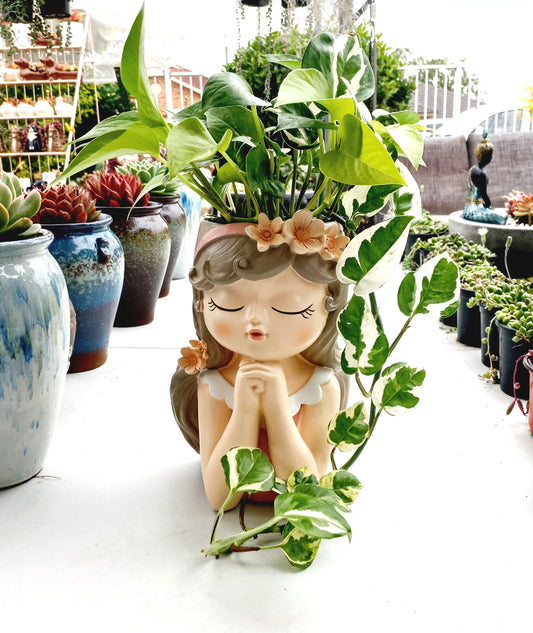 Large Mix of Pothos Flower Fairy pot - ideal for indoor space!