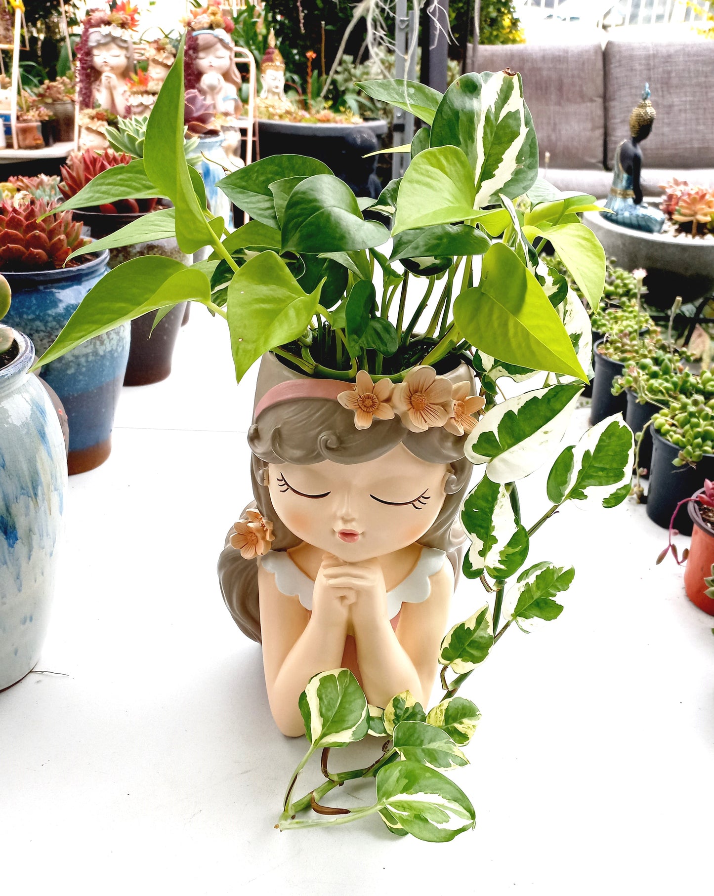 Large Mix of Pothos Flower Fairy pot - ideal for indoor space!