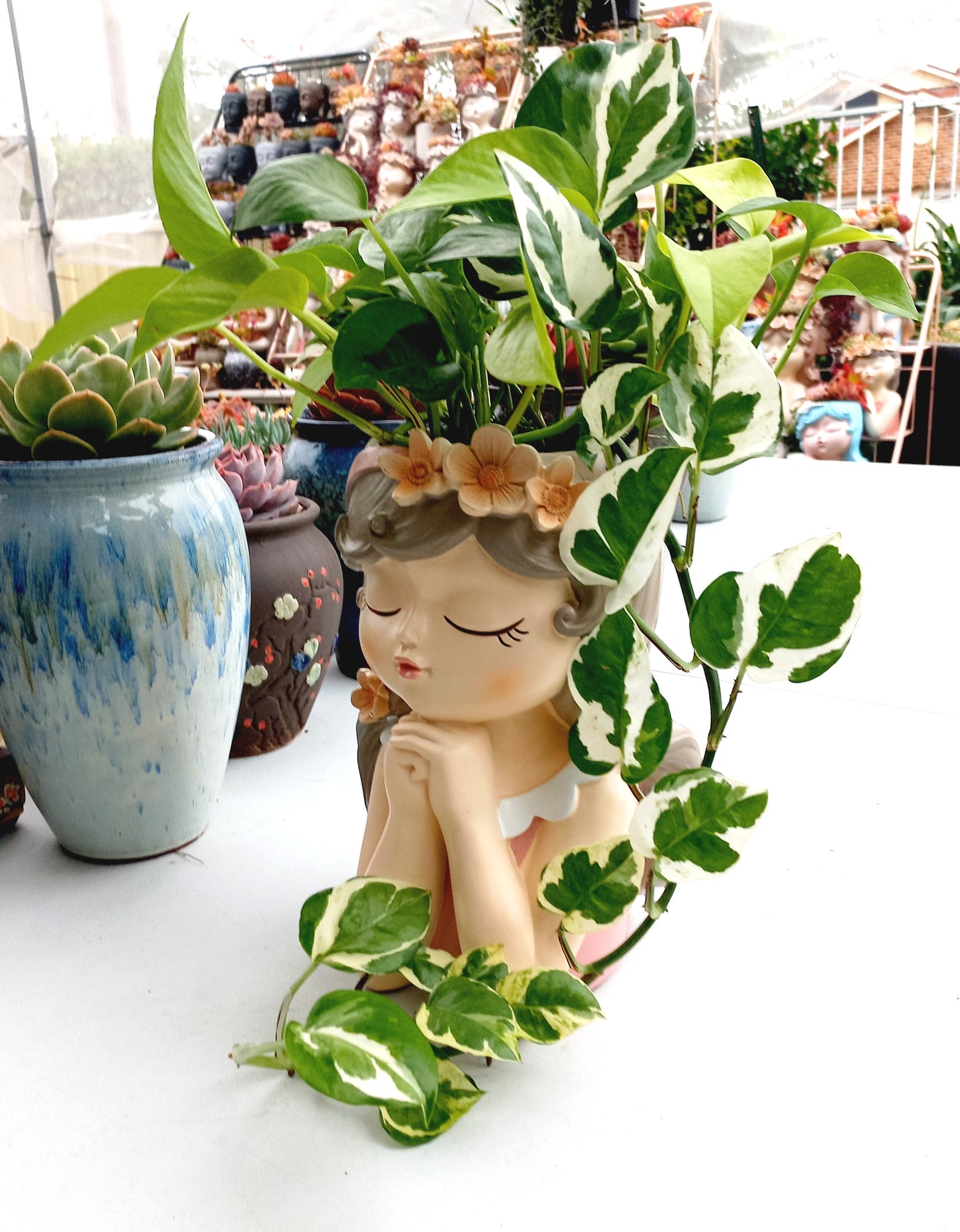 Large Mix of Pothos Flower Fairy pot - ideal for indoor space!