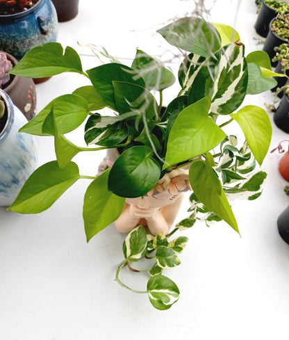 Large Mix of Pothos Flower Fairy pot - ideal for indoor space!