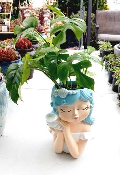 Large Monstera Deliciosa Flower Fairy pot - ideal for indoor space!