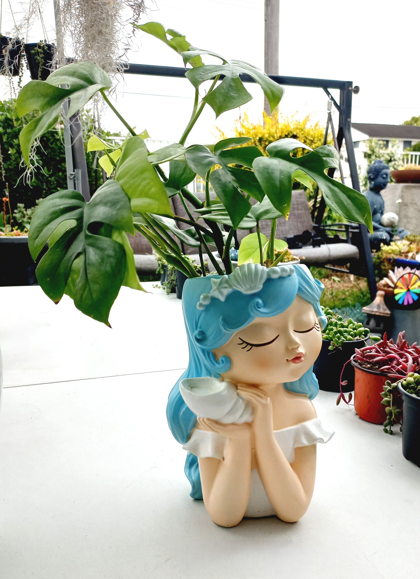 Large Monstera Deliciosa Flower Fairy pot - ideal for indoor space!