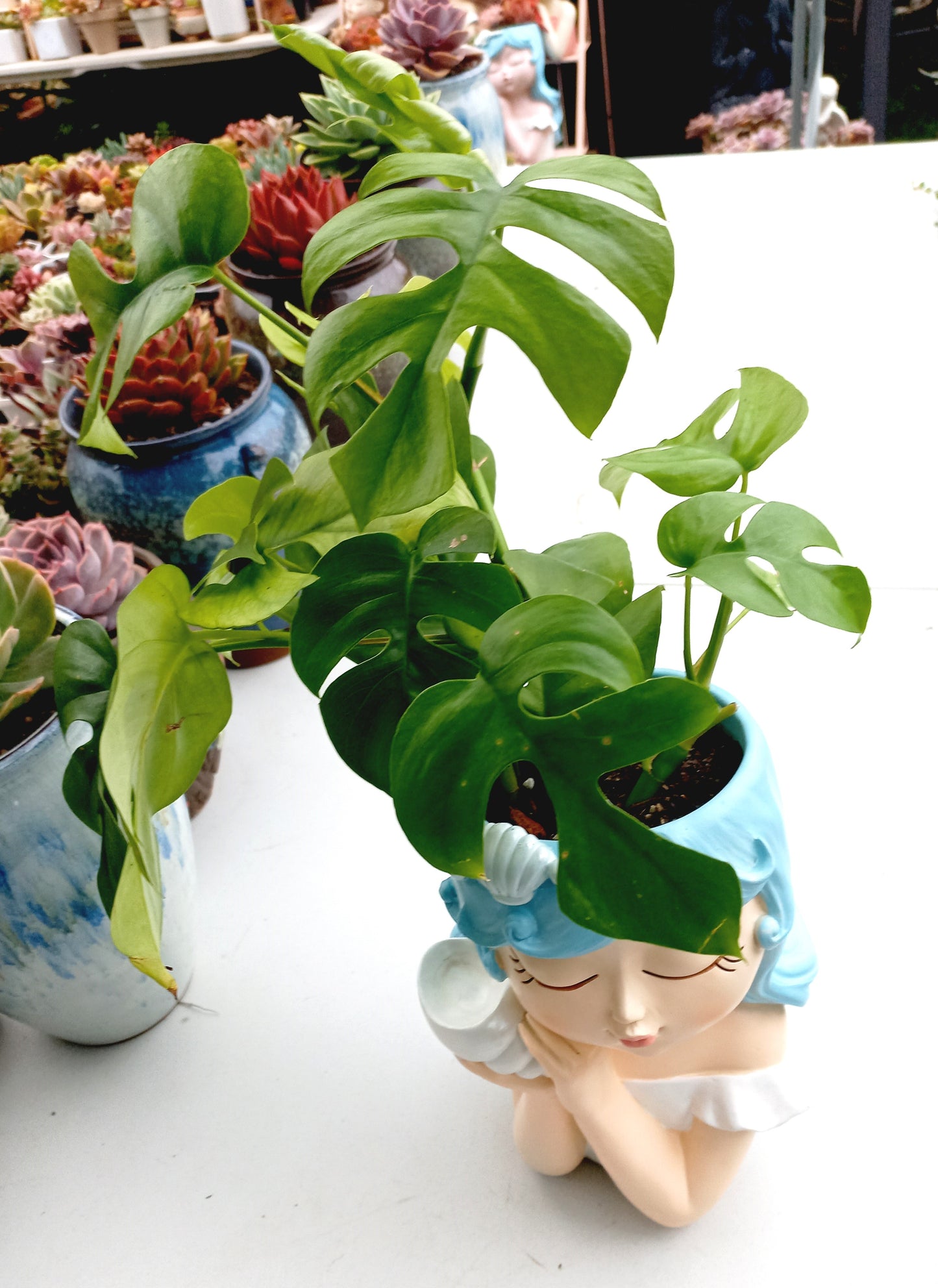 Large Monstera Deliciosa Flower Fairy pot - ideal for indoor space!