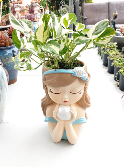 Large Snow Queen Pothos Flower Fairy pot - ideal for indoor space!