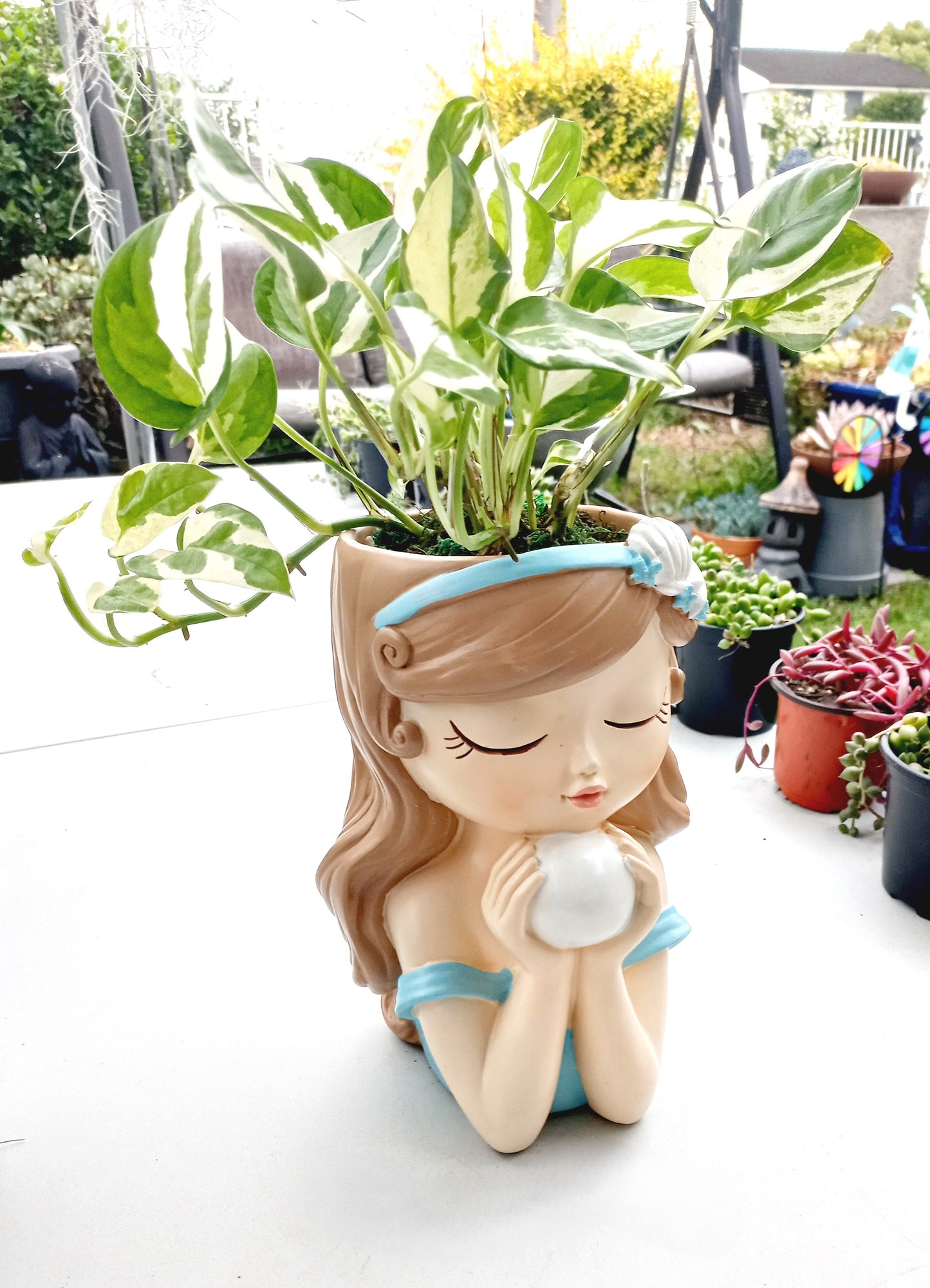 Large Snow Queen Pothos Flower Fairy pot - ideal for indoor space!