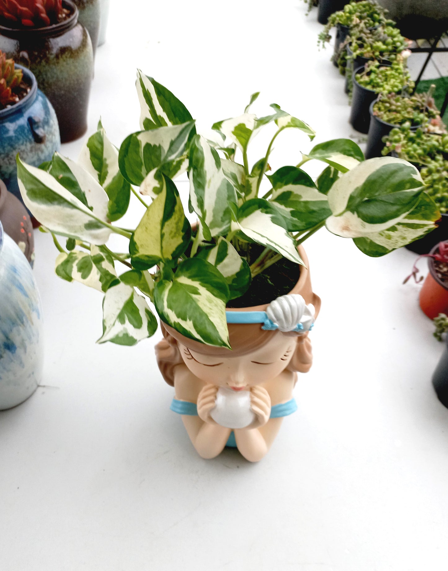 Large Snow Queen Pothos Flower Fairy pot - ideal for indoor space!