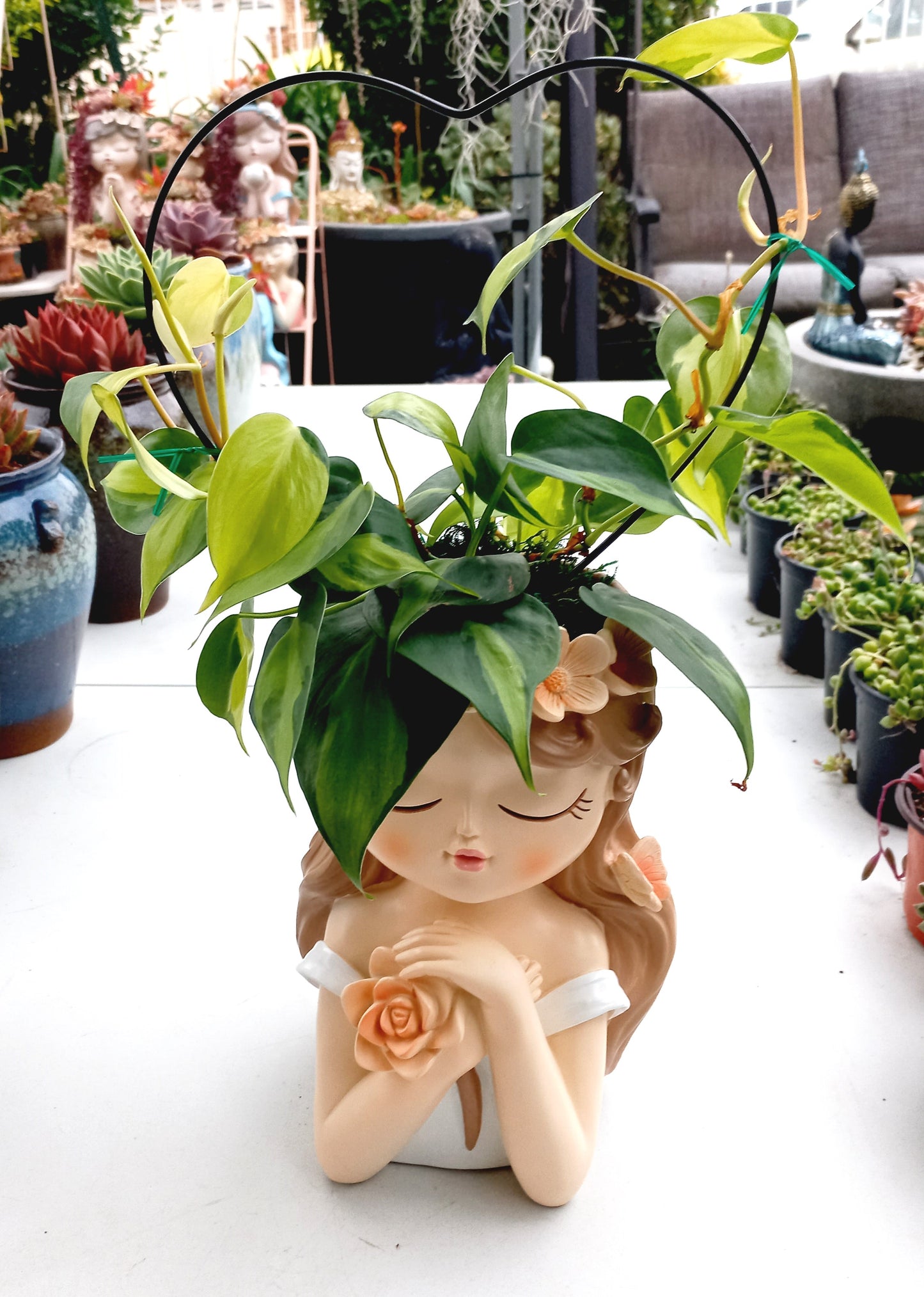 Large Philodendron Brasil Flower Fairy pot - ideal for indoor space!