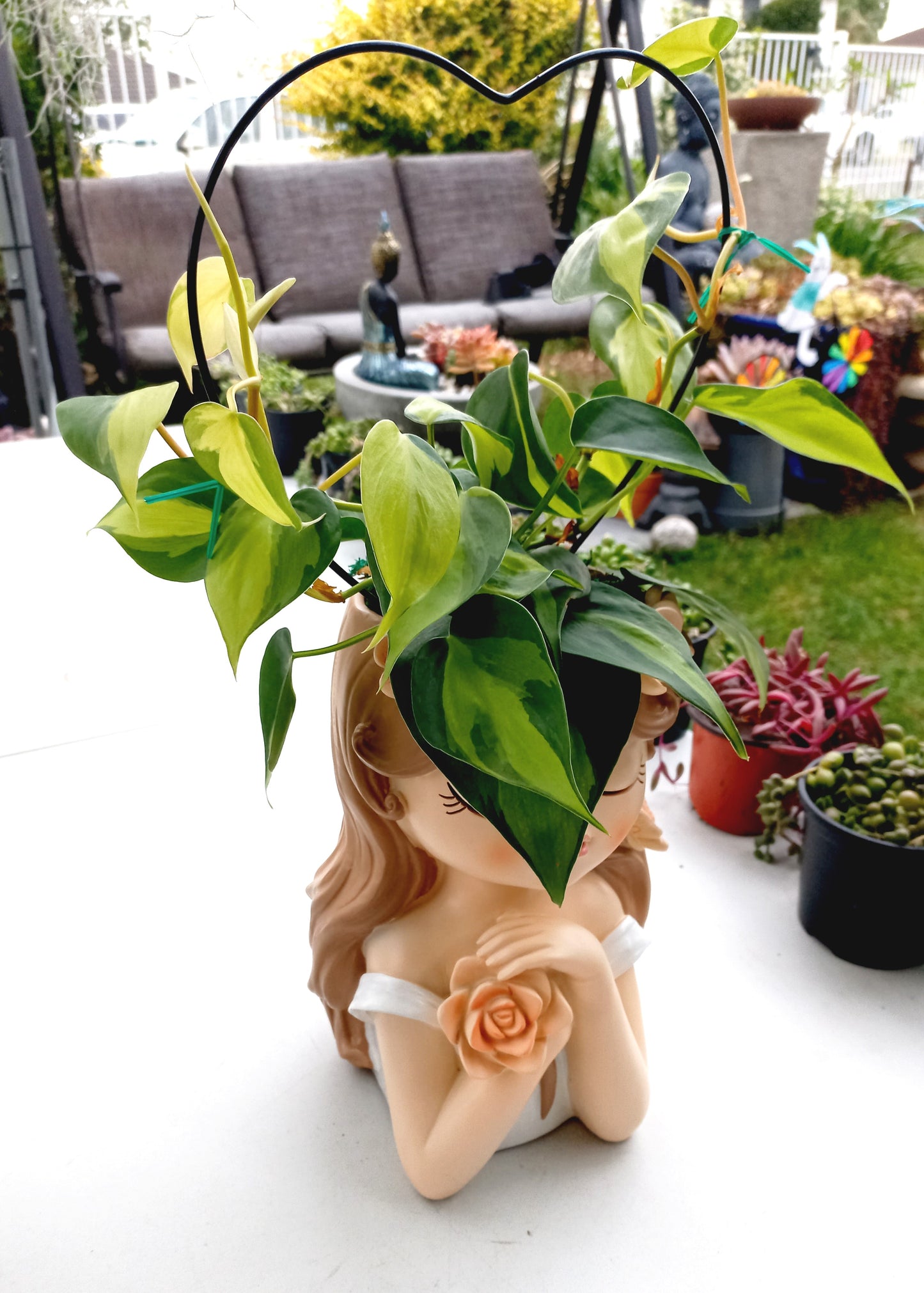 Large Philodendron Brasil Flower Fairy pot - ideal for indoor space!