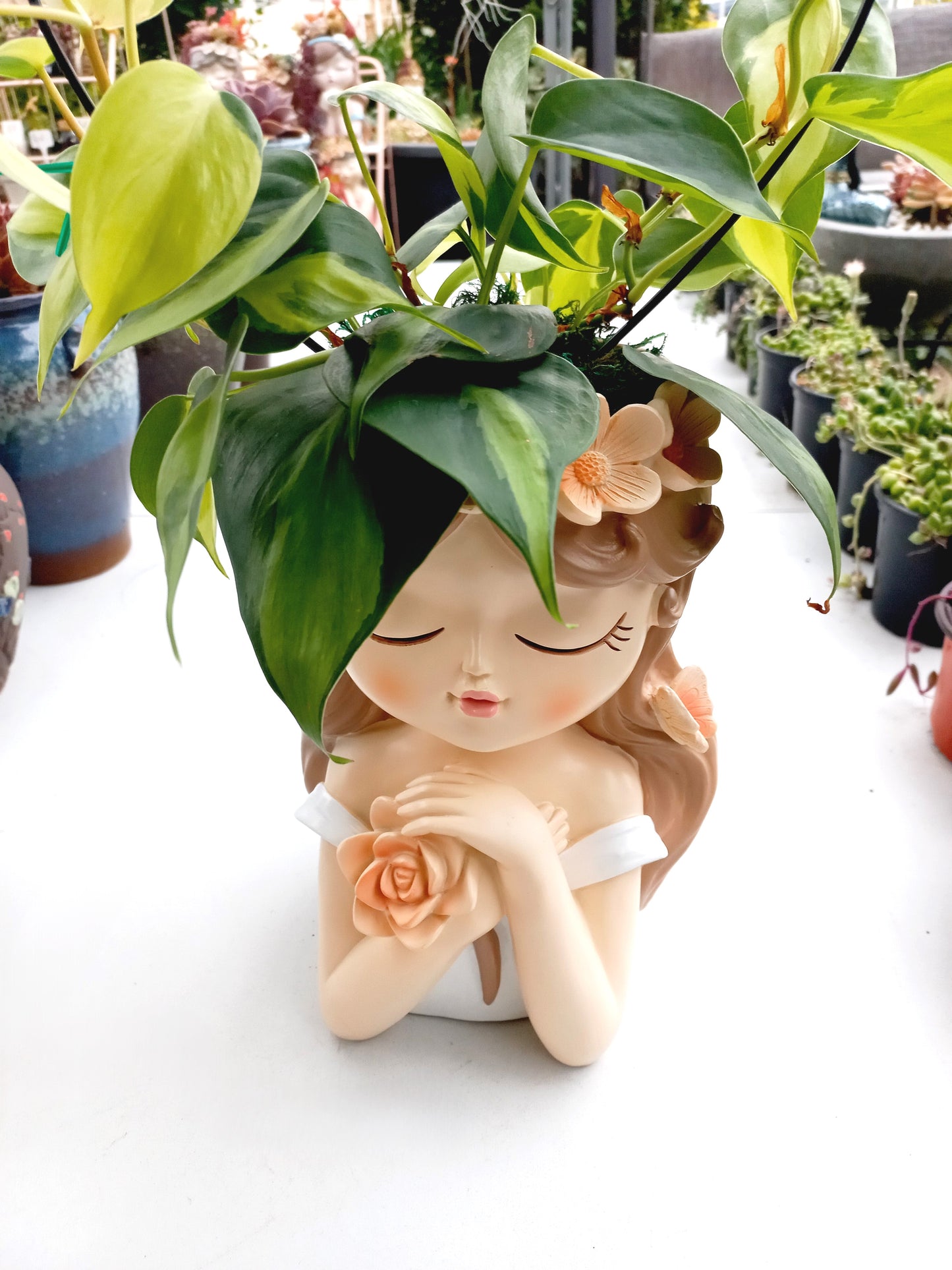 Large Philodendron Brasil Flower Fairy pot - ideal for indoor space!