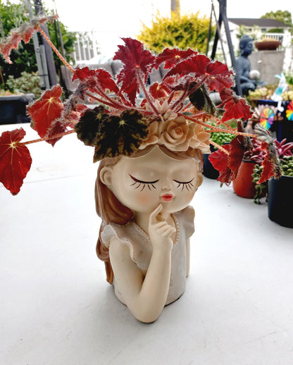 Medium Begonia Rex Flower Fairy pot - ideal for indoor space!