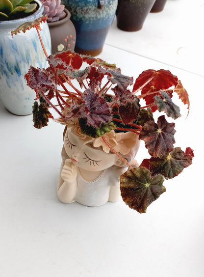 Medium Begonia Rex Flower Fairy pot - ideal for indoor space!