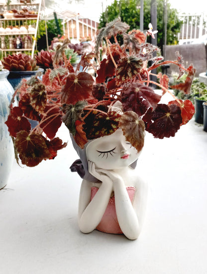 Medium Begonia Rex Flower Fairy pot - ideal for indoor space!