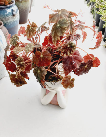 Medium Begonia Rex Flower Fairy pot - ideal for indoor space!